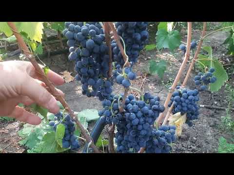 Видео: Сира ( Шираз ) - технический сорт  Франции