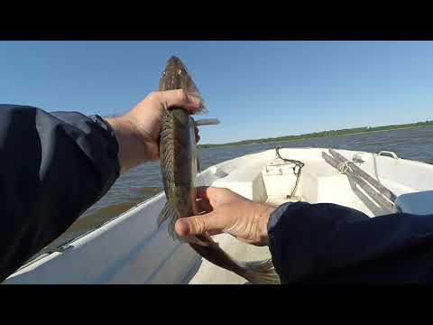 Видео: Рыболовная этика и знание законов, судак на джиг июнь 2020.