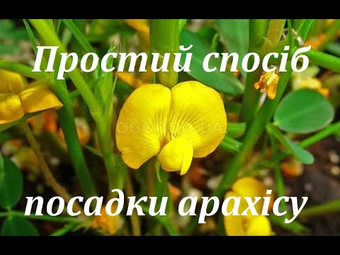 Видео: Простий спосіб посадки арахісу