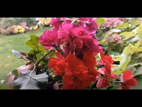 Видео: Секреты успешной зимовки пеларгоний, бальзаминов, бегоний и ипомеи.