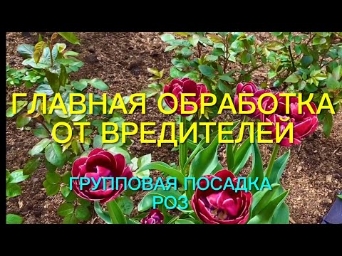 Видео: Розы. Надежная обработка от вредителей. Групповая посадка роз и небольшие секреты ухода ….🌹🌹🌹