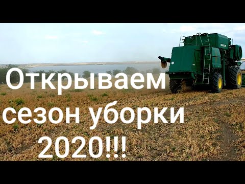 Видео: Убираем озимый горох!!! 13.06.2020
