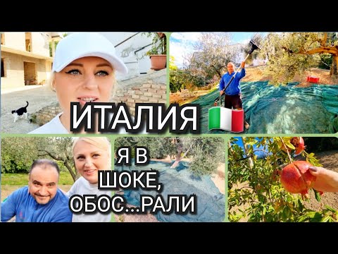 Видео: ИТАЛИЯ, СБОР ОЛИВОК, КАК НЕ СТЫДНО, ЭТО КРУТО, СДЕЛАЛИ НЕВОЗМОЖНОЕ