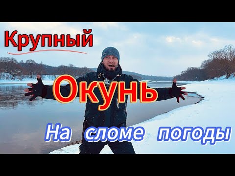 Видео: Зимний Спиннинг на Нижней Москва реке. КРУПНЫЕ ОКУНИ НА ДЖИГ. Судак, Окунь, Берш ЗИМОЙ на спиннинг.