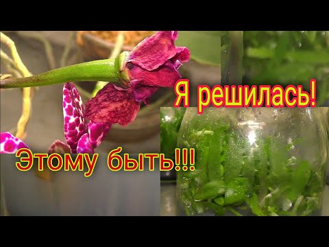 Видео: 🤫 ПУСТИЛА на ЭТО для ОРХИДЕЙ ВСЕ СБЕРЕЖЕНИЯ🙈 Что с фрагментами цветоноса. Семенные коробочки пухнут.