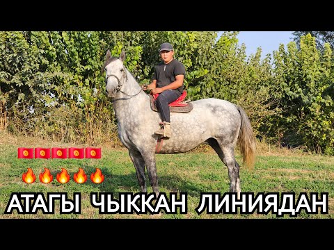 Видео: АТАГЫ АЛЫСКА КЕТКЕН АТТыН УРУГУ 🇰🇬