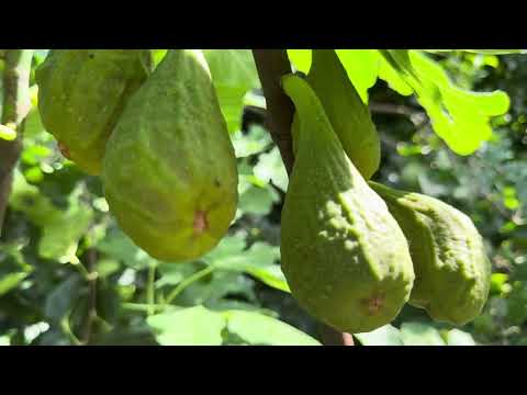 Видео: 20 июля 2025 г.