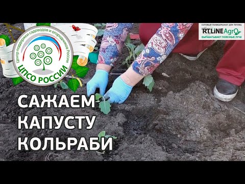 Видео: Капуста Кольраби - выращивание. Посадка капусты кольраби.