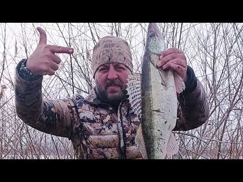 Видео: Оснастка для ловли судака на живца