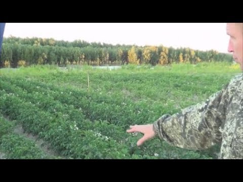 Видео: Эко34 Восторг Всплеск эмоций. Картофель. Биогумус. Черви. Вермизакваска ПТ