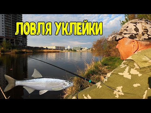 Видео: Ловля уклейки в весенний период.Засолка уклейки.