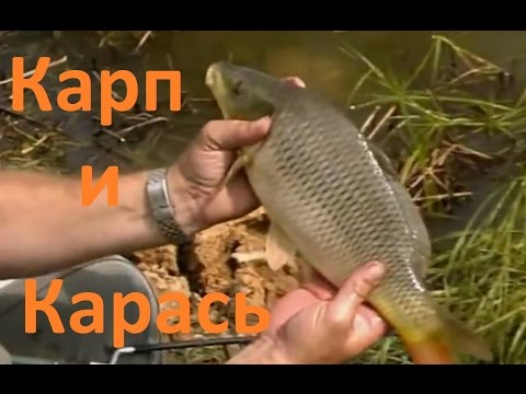 Видео: Диалоги о рыбалке - 2-  Карп  Карась