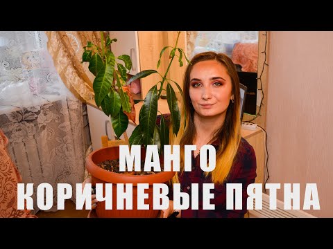 Видео: Коричневые Пятна На Листьях Манго. Что Делать ?