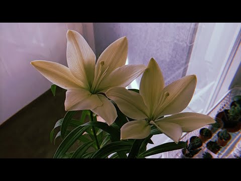 Видео: Обзор моих комнатных растений. Часть 5. Лилии, суккуленты и другие