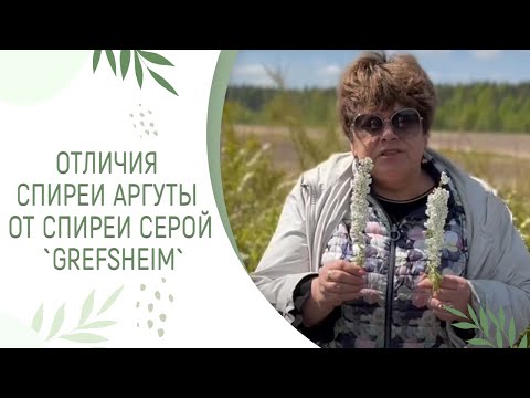 Видео: ОТЛИЧИЯ СПИРЕИ АРГУТЫ ОТ СПИРЕИ СЕРОЙ `GREFSHEIM`