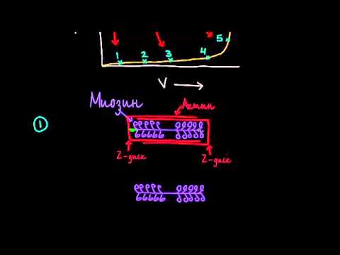 Видео: Механизм Франка-Старлинга