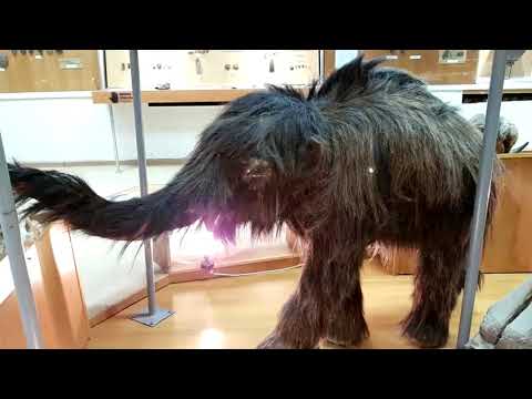 Видео: Сэлии