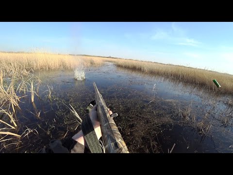 Видео: Хотел настрелять карасей, но что то пошло не так. Язь сухого посола.