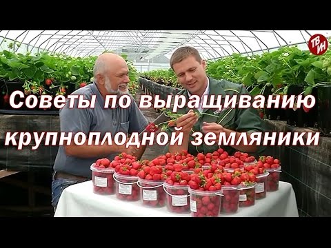 Видео: Советы по выращиванию крупноплодной земляники