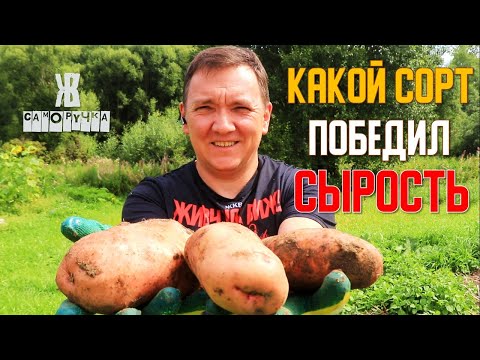 Видео: Какой сорт картошки победил в потопе? Итоги мокрого сезона. ЖКВ Саморучка