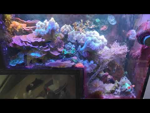 Видео: Морський акваріум " ну от і все 🤷дякую всім за підтримку 👋"