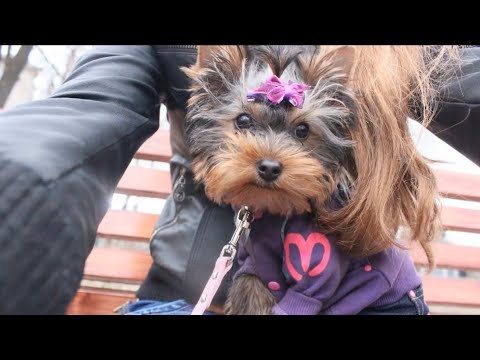 Видео: VLOG:ЩЕНОК ЙОРКА,ПРОГУЛКА,ПОКУПКИ ДЛЯ ЩЕНКА ЙОРКА. Йоркширский терьер Зефирчик♥️