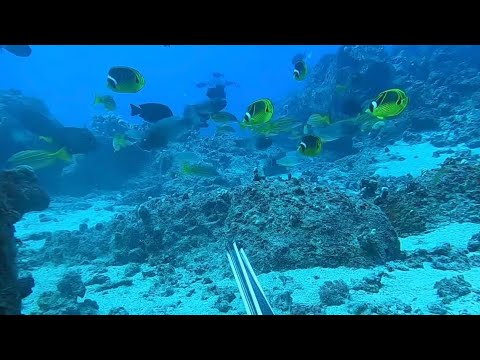 Видео: Подводная охота вокруг Большого острова | Подводная охота на Гавайях