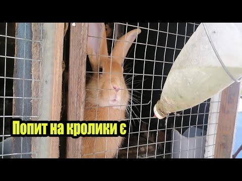 Видео: ПОПИТ НА КРОЛИКІВ Є ! Продав пару Боргінців .