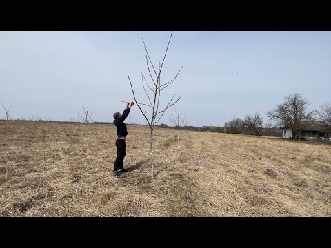 Видео: Обрізка горіха з 1 до 4 річного дерева.