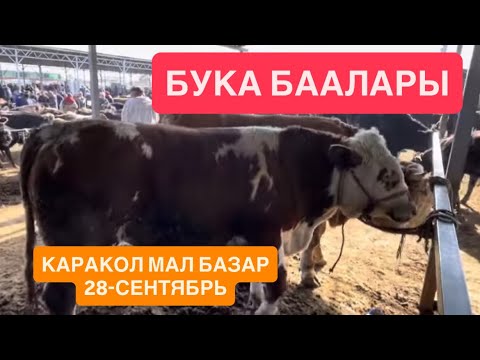 Видео: БУКА БААЛАРЫ / КАРАКОЛ МАЛ БАЗАР / 28-СЕНТЯБРЬ