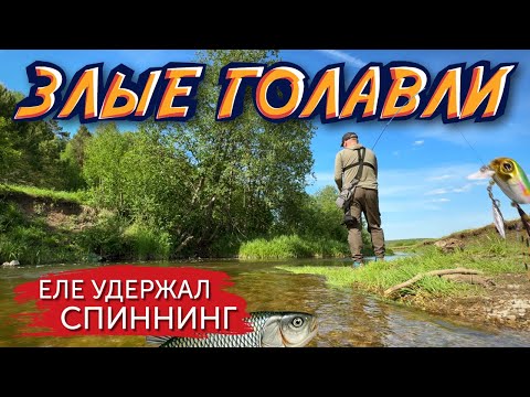 Видео: МОЩНАЯ РЫБАЛКА НА ГОЛАВЛЯ! Давно ТАК не ловили!