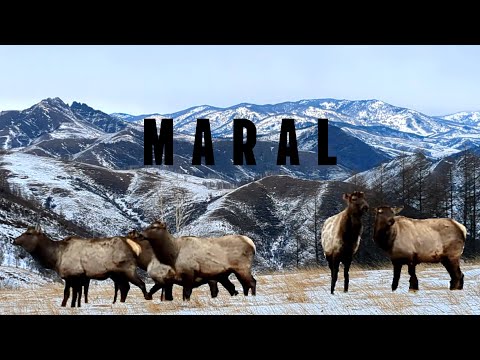 Видео: АЛТАЙСКИЕ МАРАЛЫ: КИЛОГРАММ СЕРЕБРА ЗА КИЛОГРАММ РОГОВ!