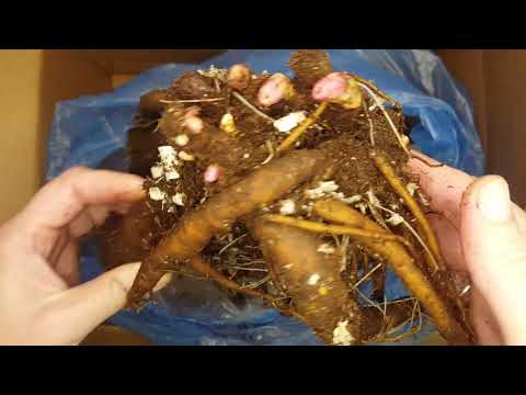 Видео: Пионы-2021 от Юрия Лукоянова. Распаковка посылки с пионами.