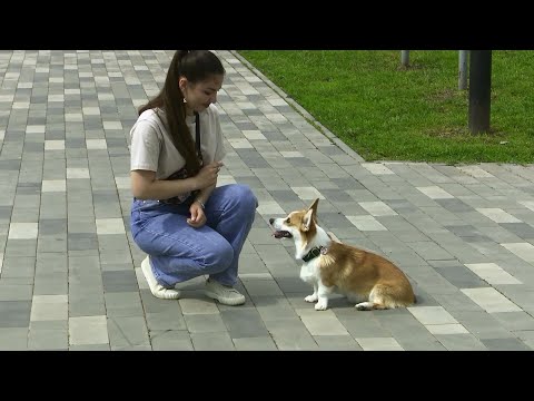 Видео: Собаки и люди: как отучить питомца реагировать на других собак