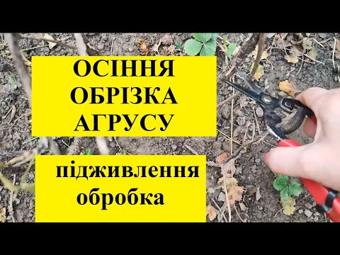 Видео: ОСІННЯ  ОБРІЗКА  АГРУСУ ПІДЖИВЛЕННЯ ОБРОБКА КУЩІВ