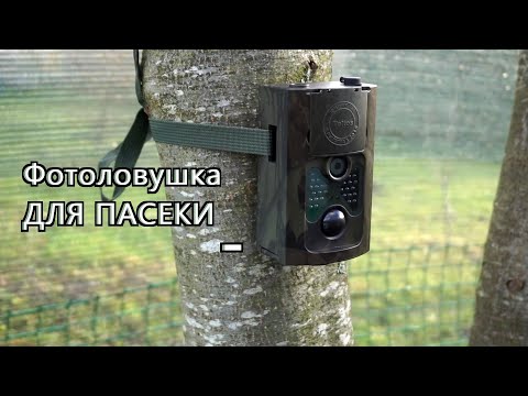 Видео: ФОТОЛОВУШКА ДЛЯ ПАСЕКИ. #ОбзорФотоловушки