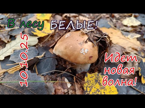 Видео: Грибы октября. В лесу БЕЛЫЕ! Идет новая волна!  10.10.25