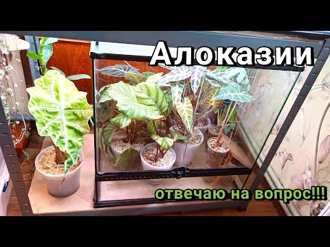 Видео: Алоказия. Омоложение. Результат. Ответ на вопрос.