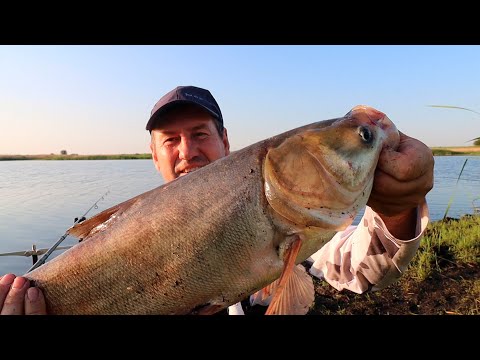 Видео: ЭТОТ ПЛАНКТОН ДЛЯ ЛОВЛИ ТОЛСТОЛОБИКА НУЖНО ЗАПРЕТИТЬ! ТРИПЛЕТ ПОКЛЕВОК ОТ ТОЛСТОЛОБИКА!