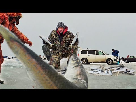 Видео: День КОГДА ПРИШЛА РЫБА! Рыбалка зимой на САМОДУР с бородой.