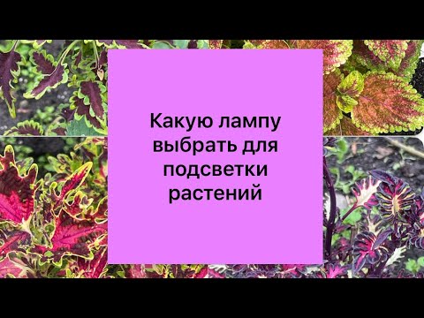 Видео: Какую лампу выбрать для подсветки растений