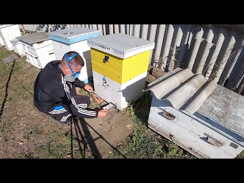 Видео: Этот дым добьёт варроа после полосок!