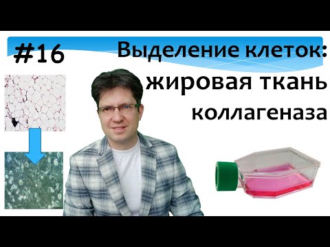 Видео: Жировая ткань. Выделение клеток. Коллагеназа. Культура клеток. Культивирование клеток.