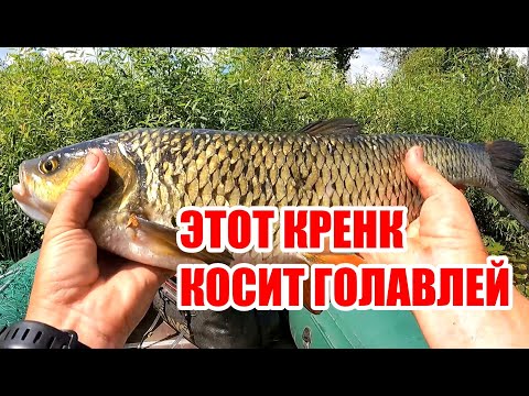 Видео: ГОЛАВЛЬ ЗА 2 КИЛОГРАММА НА МАЛОЙ РЕКЕ! ОЧЕРЕДНОЙ ТРОФЕЙ КЛАТЧА!
