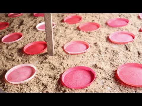 Видео: Что делать до и во время высиживания, чтобы избежать ранней смертности цыплят у бройлеров и несушек.