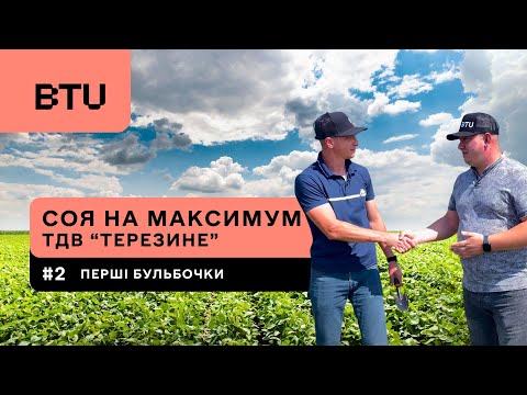 Видео: Соя на максимум | Перші бульбочки