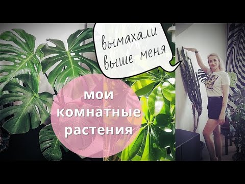 Видео: Моя коллекция комнатных растений
