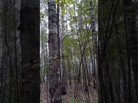 Видео: БЛИЗНЕЦОВЫЕ ПЛАМЕНА 💜💜5ЧАСТЬ Я БЕГУ... БЛОКИ 👻ПРОРАБОТКИ 🙈  МОЯ ИСТОРИЯ  #близнецовыепламена #бп