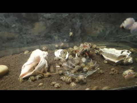 Видео: УЛИТКИ СПИКСИ СЪЕЛИ КАРДИНАЛА