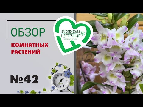 Видео: #42 Обзор комнатных растений в магазине | Орхидеи, суккуленты и кактусы, экзотические растения